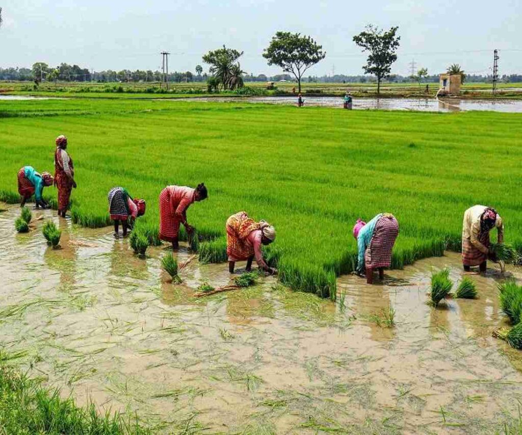 Types of Basmati Rice Cultivation, Varieties, Benefits SK Exports