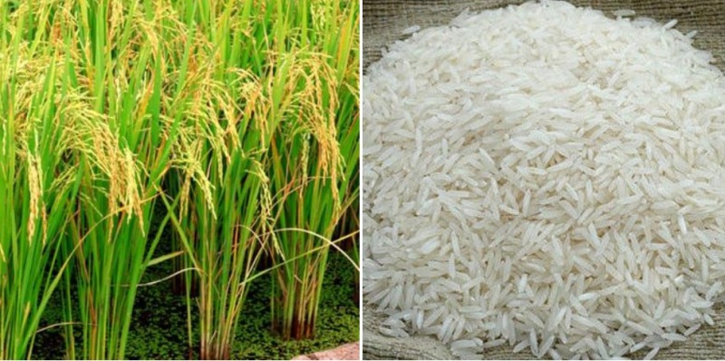 Difference Between Organic Rice And Normal Rice