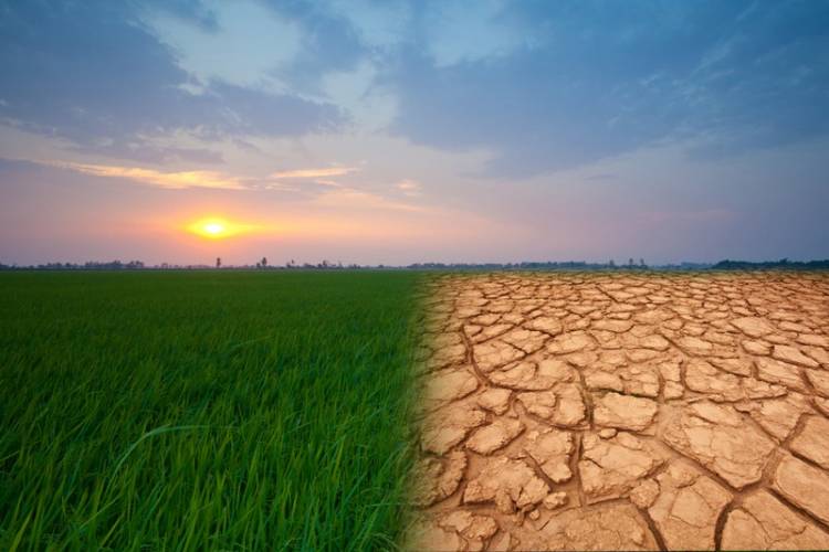 How Climate Affects The Rice Farming