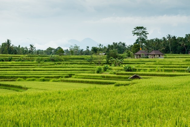 Varieties Of Basmati Rice Grows In India