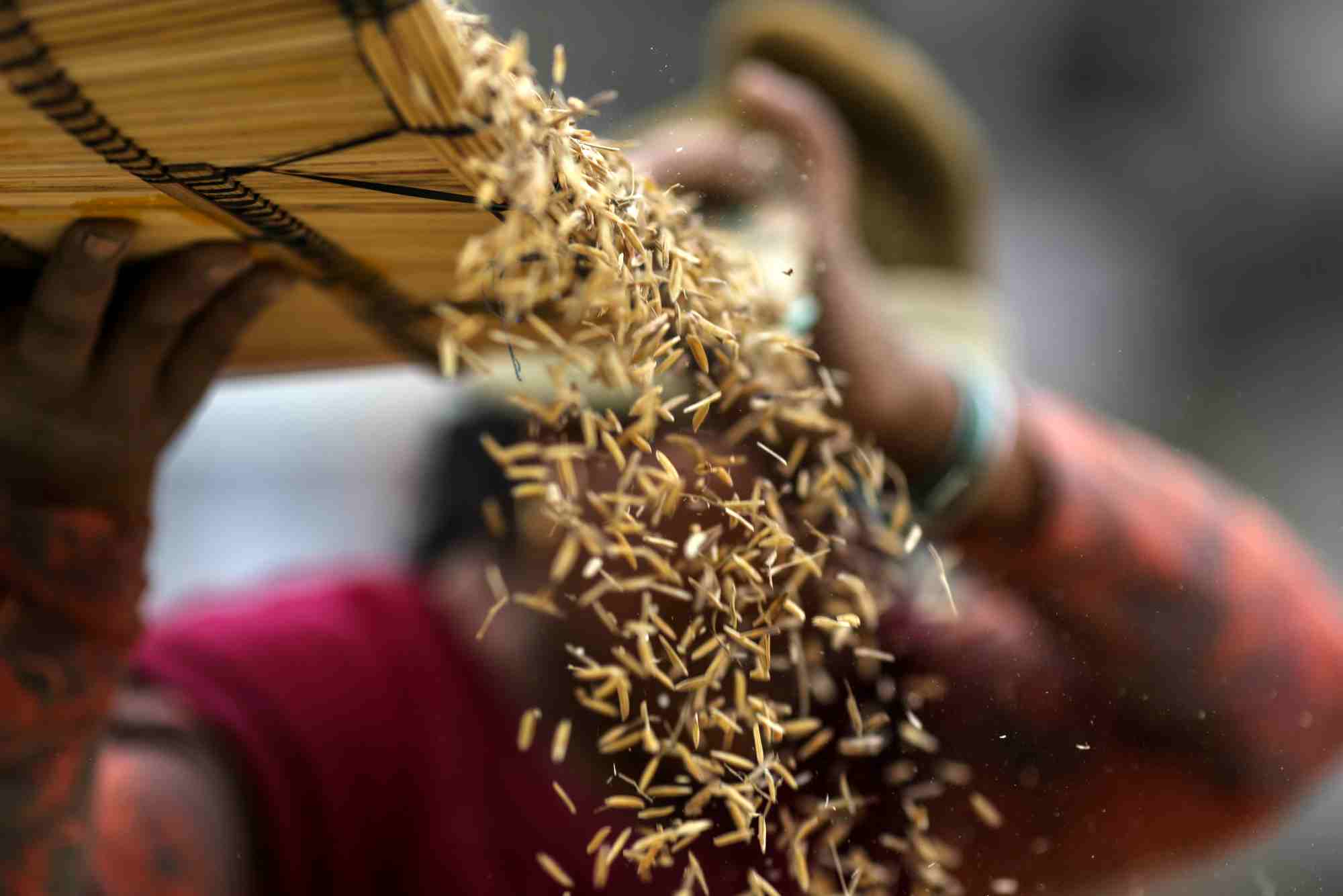 Importance Of Rice Exporters