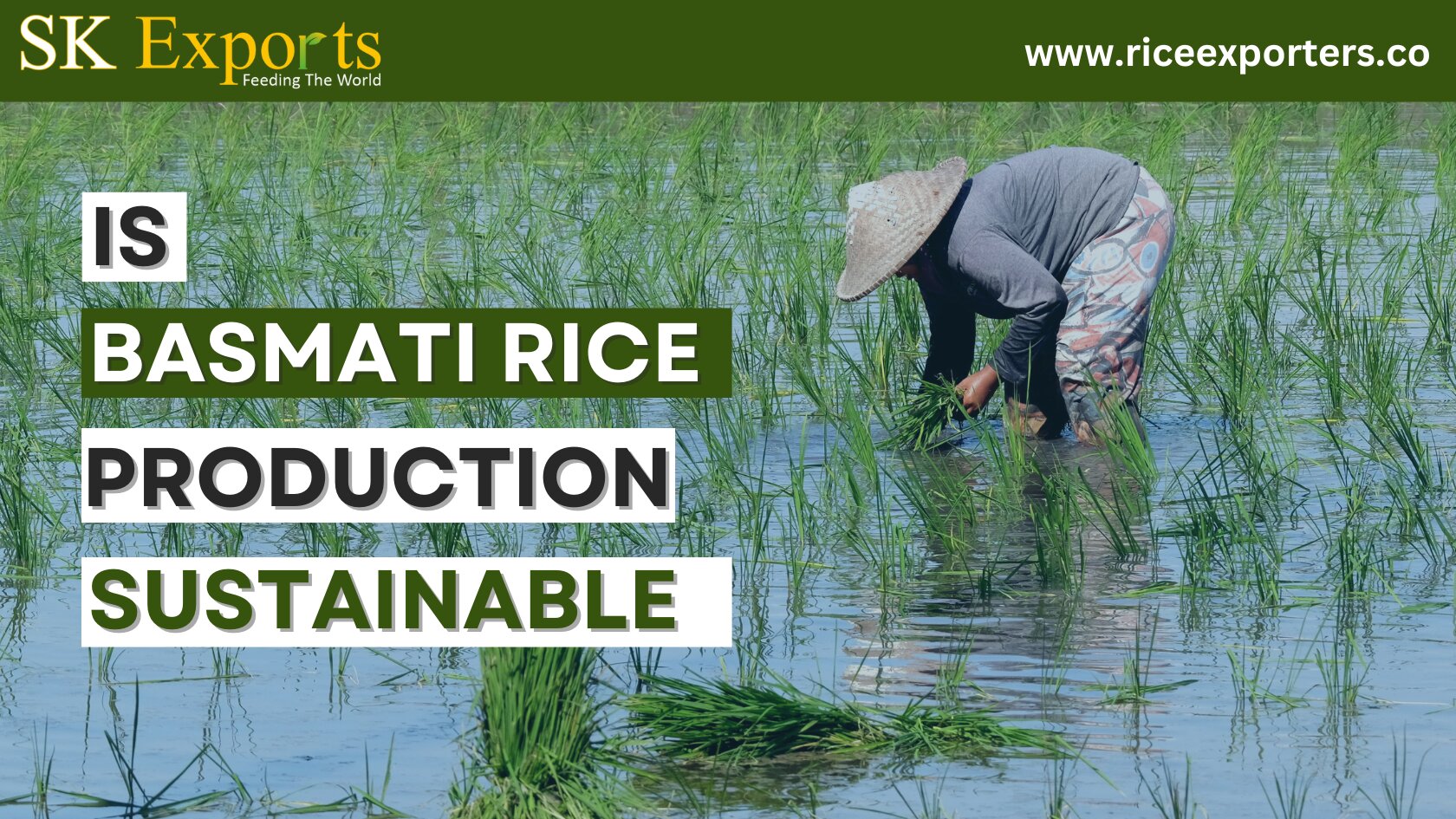 Basmati Rice Production Sustainable